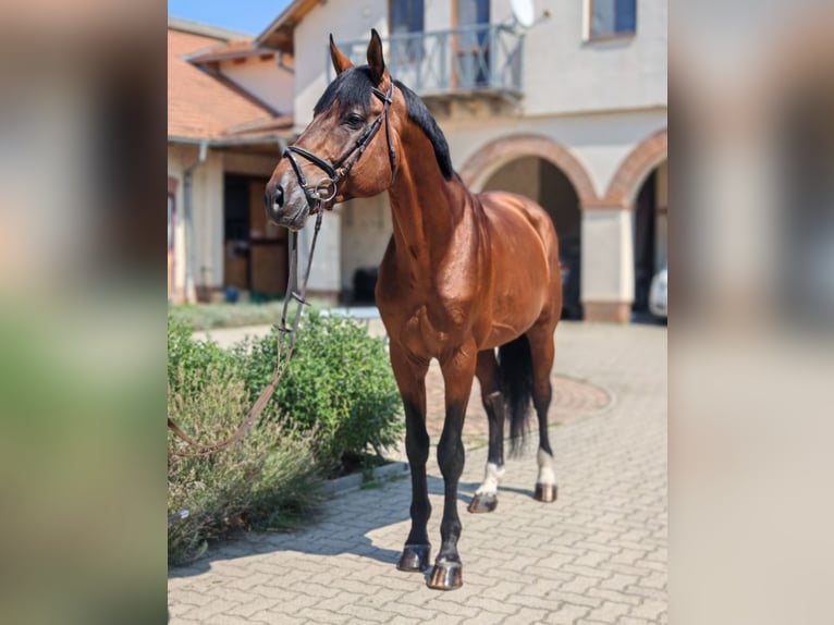Oldenburger Hengst 11 Jaar 175 cm Roodbruin in Budapest