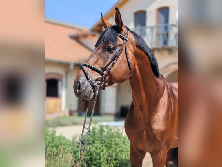 Oldenburger Hengst 11 Jaar 175 cm Roodbruin in Budapest