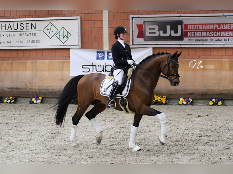 Oldenburger Hengst 11 Jahre 170 cm Brauner in Rosdorf