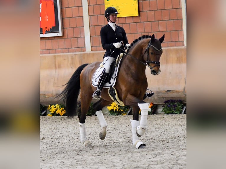 Oldenburger Hengst 11 Jahre 170 cm Brauner in Rosdorf