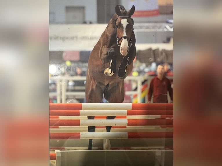 Oldenburger Hengst 11 Jahre 174 cm Brauner in Willich