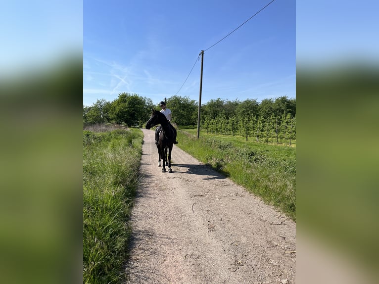 Oldenburger Hengst 12 Jaar 169 cm Zwart in Renchen