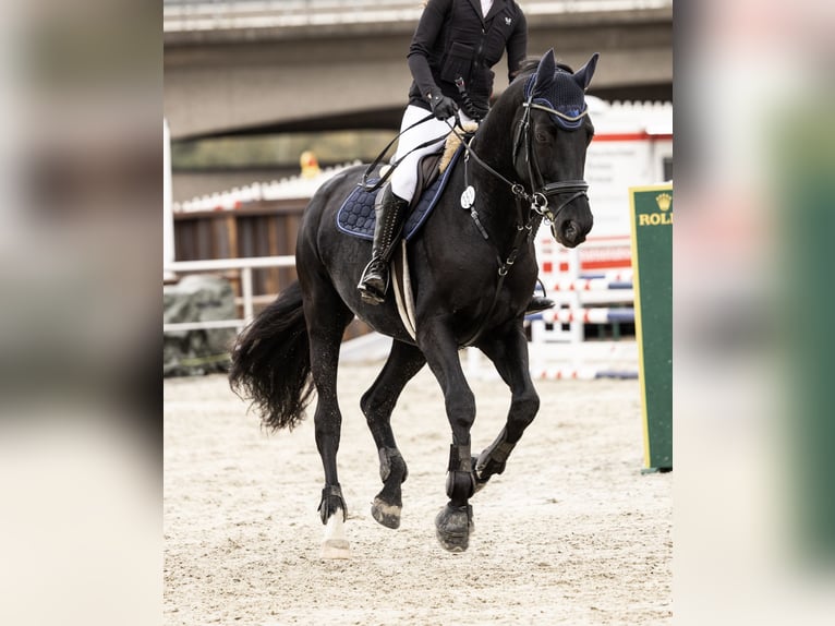 Oldenburger Hengst 12 Jahre 169 cm Rappe in Renchen