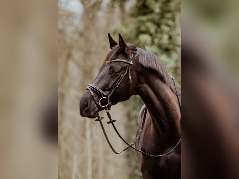 Oldenburger Hengst 12 Jahre 169 cm Rappe in Renchen