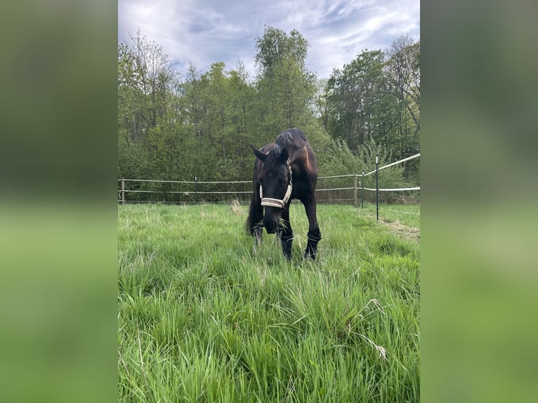 Oldenburger Hengst 12 Jahre 169 cm Rappe in Renchen