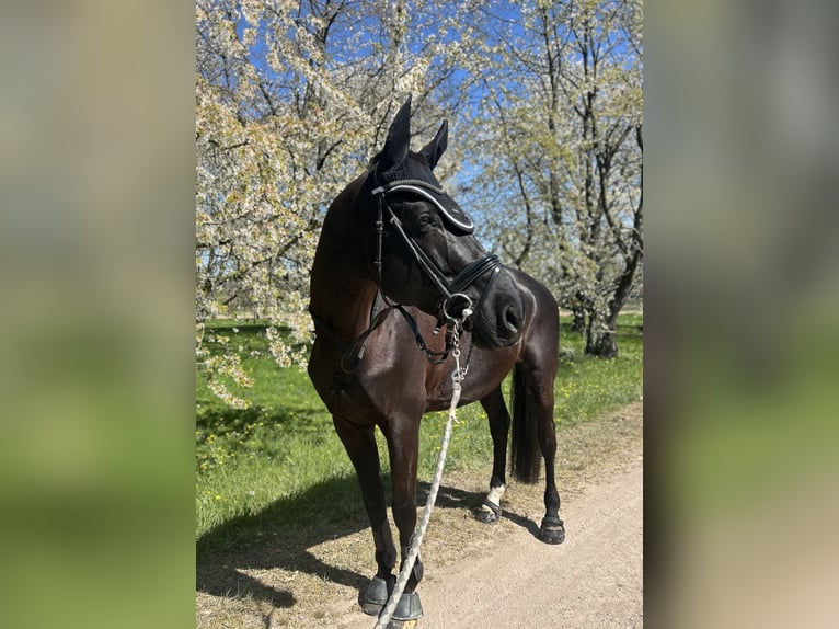 Oldenburger Hengst 12 Jahre 169 cm Rappe in Renchen
