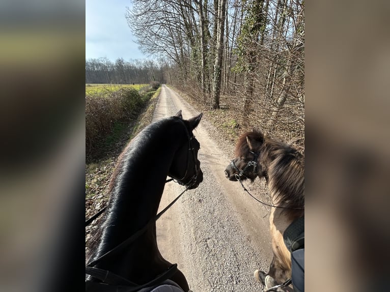 Oldenburger Hengst 12 Jahre 169 cm Rappe in Renchen