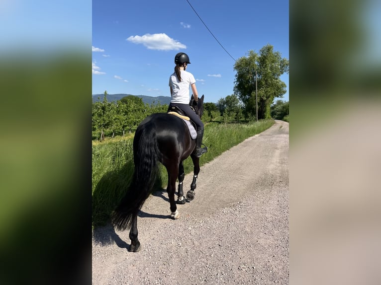 Oldenburger Hengst 12 Jahre 169 cm Rappe in Renchen