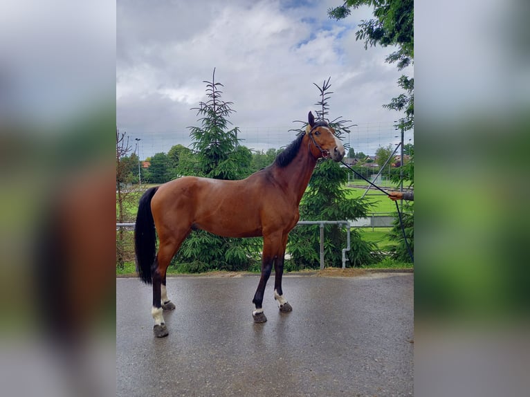 Oldenburger Hengst 12 Jahre 172 cm Brauner in Corminboeuf