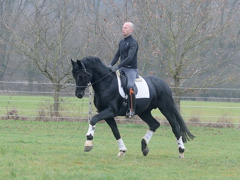 Oldenburger Hengst 13 Jaar 171 cm Zwart in Isernhagen