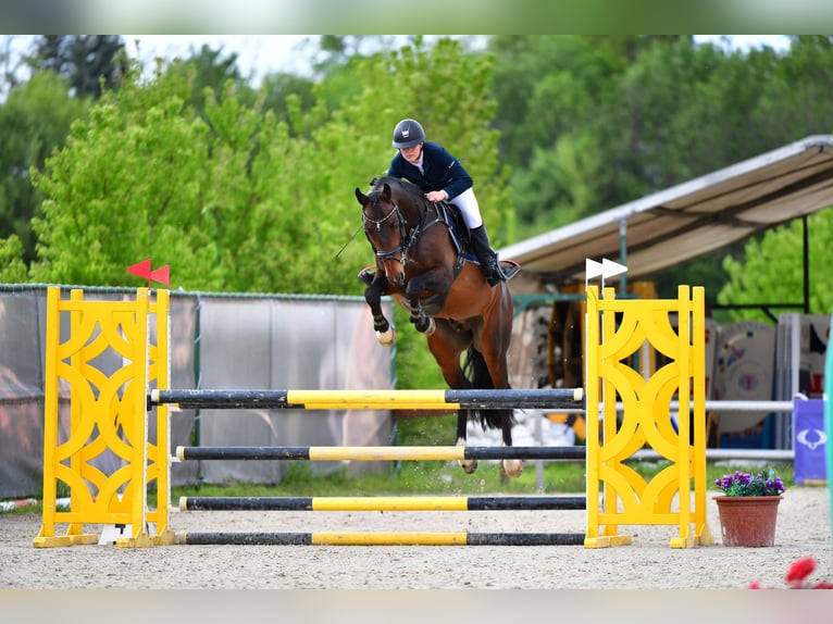 Oldenburger Hengst 13 Jahre 168 cm Dunkelbrauner in Győrújbarát