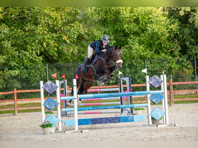 Oldenburger Hengst 13 Jahre 168 cm Dunkelbrauner in Győrújbarát