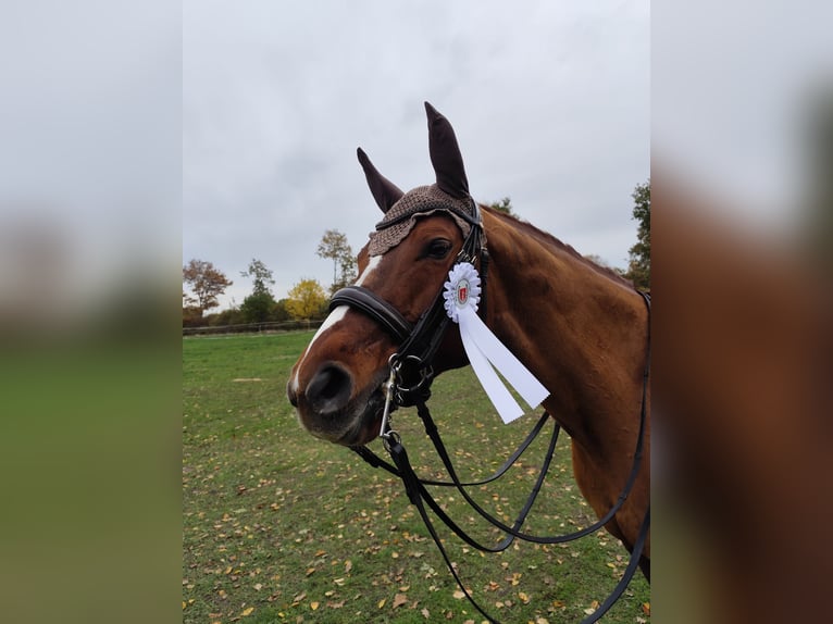 Oldenburger Hengst 15 Jaar 165 cm Vos in Aukrug