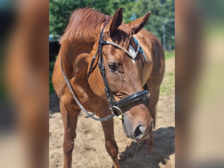 Oldenburger Mix Hengst 15 Jaar 169 cm Vos in Nortorf