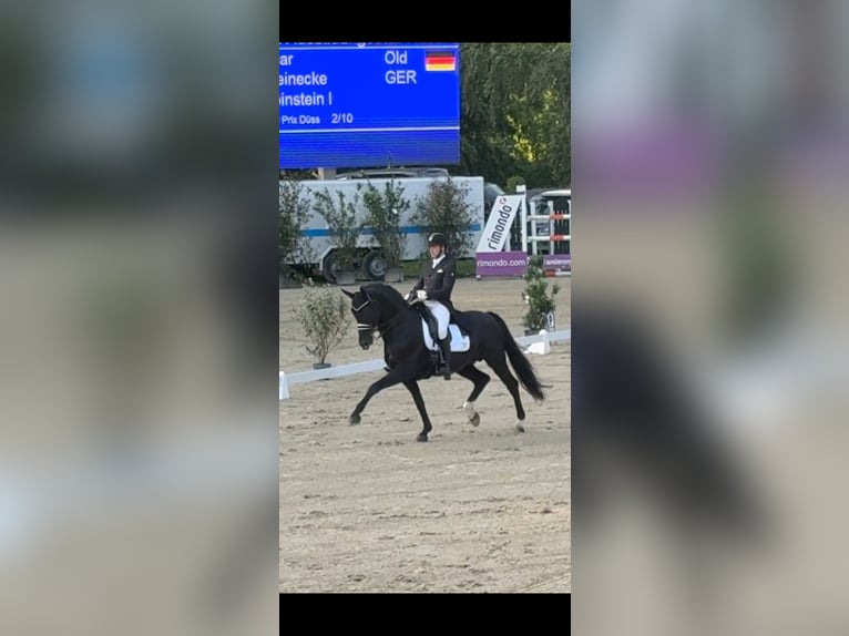 Oldenburger Hengst 15 Jahre 168 cm Rappe in Sprockhövel