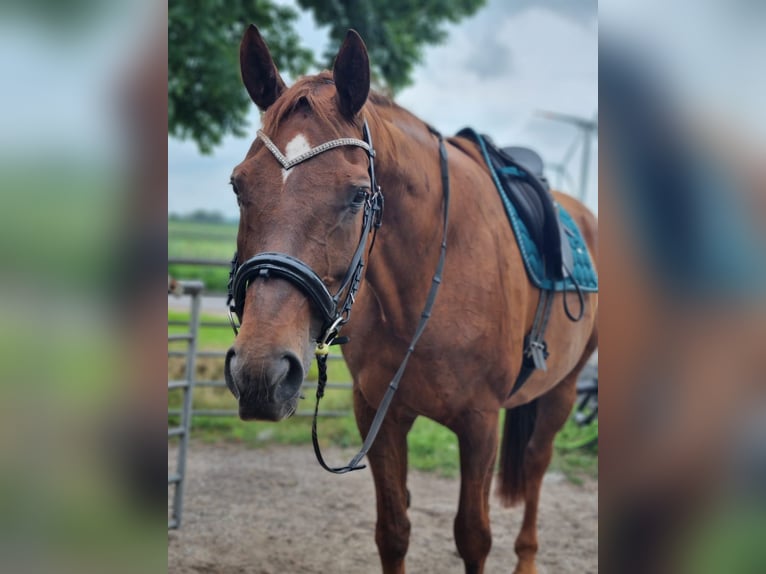 Oldenburger Mix Hengst 15 Jahre 169 cm Fuchs in Nortorf