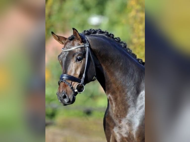 Oldenburger Hengst 16 Jahre 168 cm Dunkelbrauner in Borgo San Giacomo