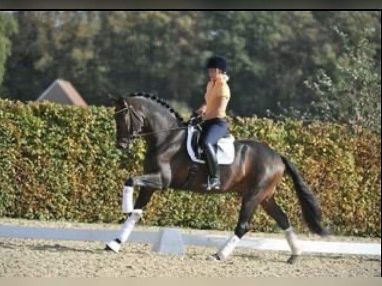 Oldenburger Hengst 16 Jahre 168 cm Dunkelbrauner in Borgo San Giacomo