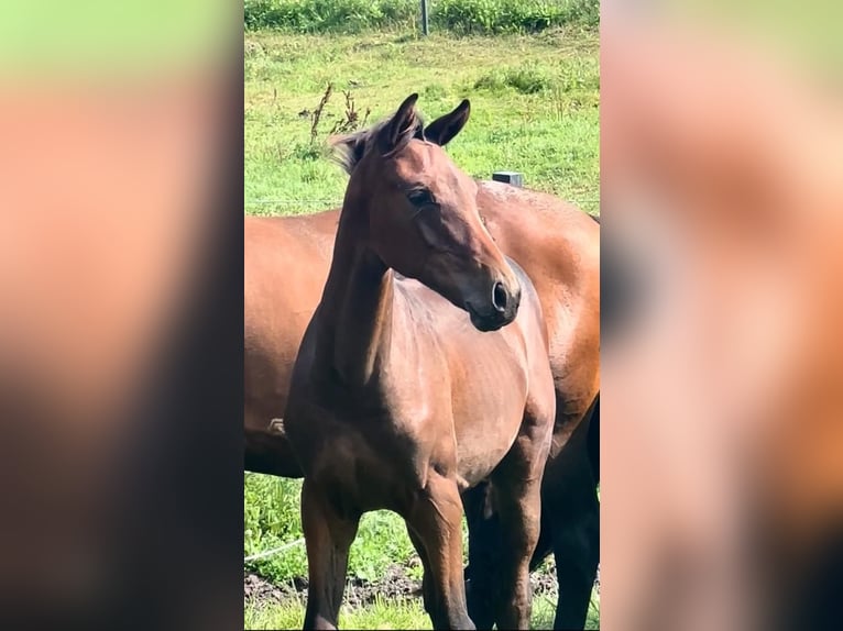 Oldenburger Hengst 1 Jaar 145 cm Bruin in Bytów