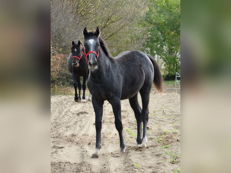 Oldenburger Hengst 1 Jaar 147 cm Schimmel in Üllő