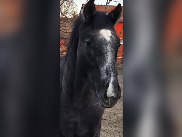 Oldenburger Hengst 1 Jaar 147 cm Schimmel in Üllő