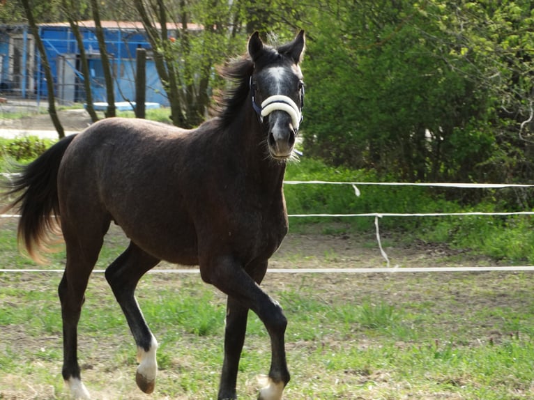 Oldenburger Hengst 1 Jaar 147 cm Schimmel in Üllő