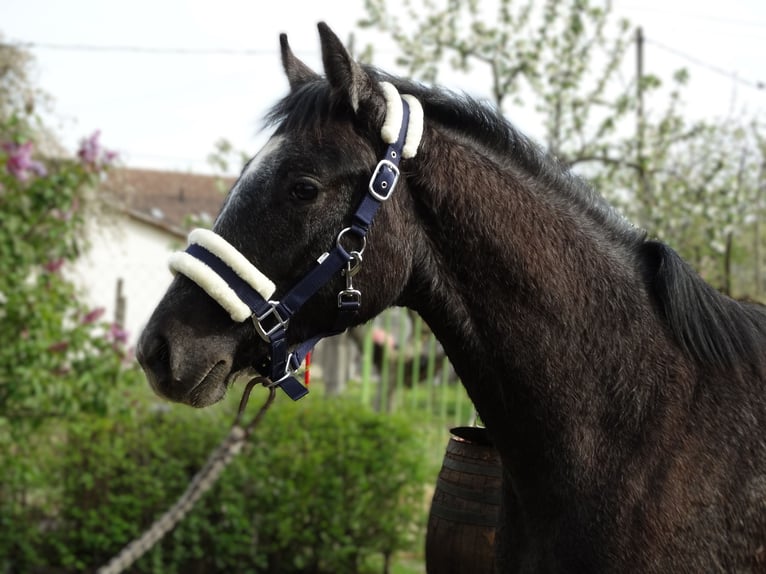 Oldenburger Hengst 1 Jaar 147 cm Schimmel in Üllő