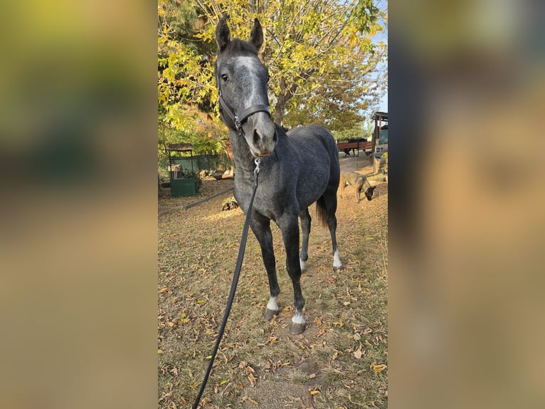 Oldenburger Hengst 1 Jaar 153 cm Schimmel in Üllő