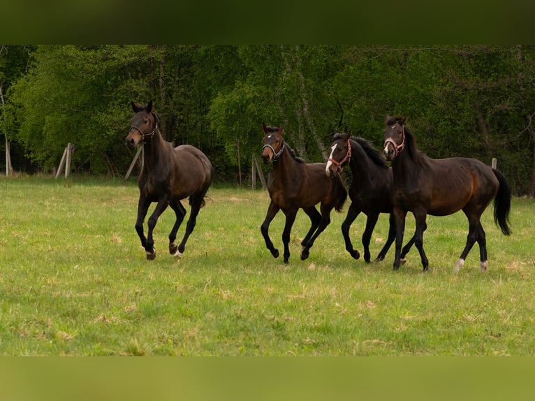 Oldenburger Hengst 1 Jaar 158 cm Roodbruin in Białogard