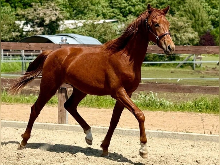 Oldenburger Hengst 1 Jaar 159 cm Donkere-vos in Oeversee