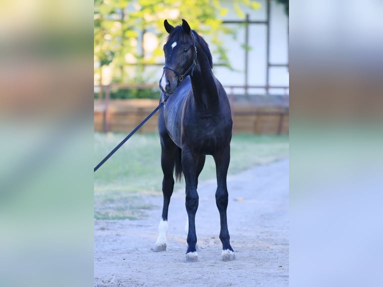 Oldenburger Hengst 1 Jaar 162 cm Roodbruin in Brytivka