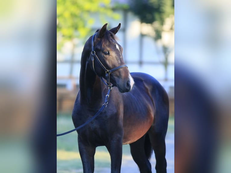 Oldenburger Hengst 1 Jaar 162 cm Roodbruin in Brytivka