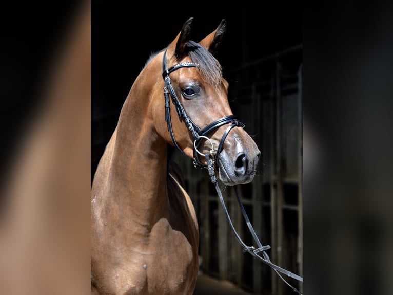 Oldenburger Hengst 1 Jaar 165 cm Bruin in Bad Oldesloe