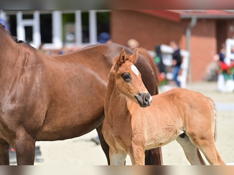 Oldenburger Hengst 1 Jaar 165 cm Donkere-vos in Neuenkirchen