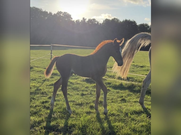 Oldenburger Hengst 1 Jaar 165 cm Schimmel in Brokstedt