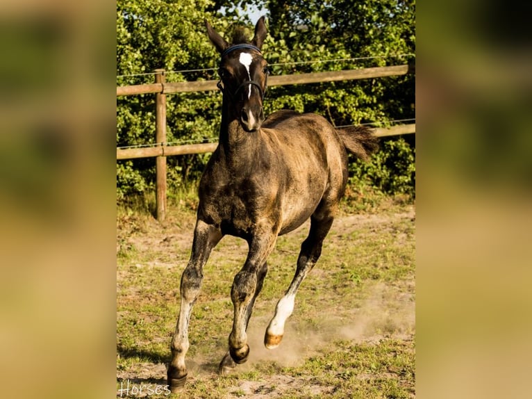 Oldenburger Hengst 1 Jaar 168 cm Bruin in Vesthimmerland