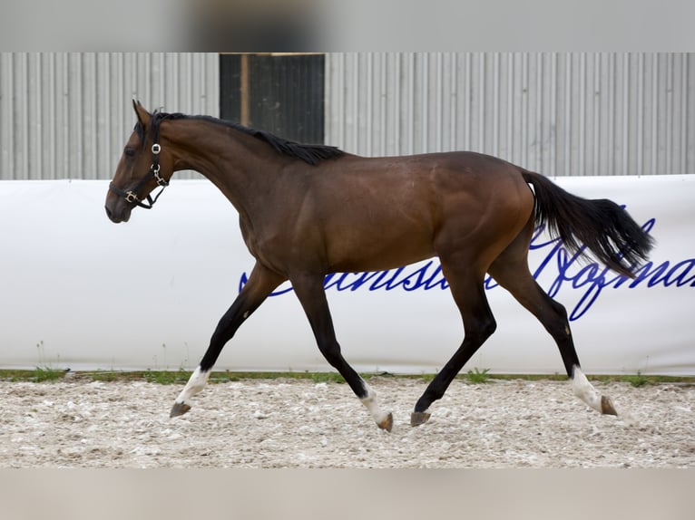 Oldenburger Hengst 1 Jaar 168 cm Donkerbruin in Belgern