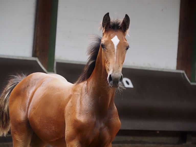 Oldenburger Hengst 1 Jaar 169 cm Bruin in Bramsche