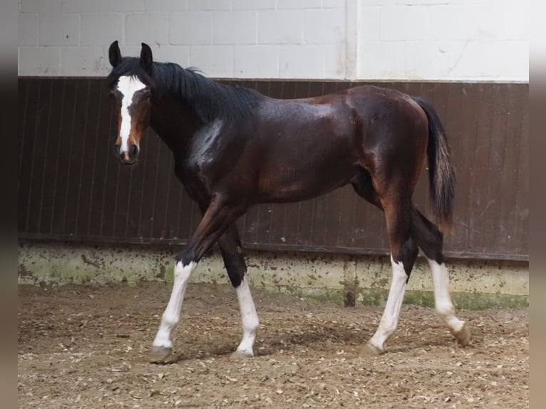 Oldenburger Hengst 1 Jaar 169 cm Donkerbruin in Bramsche