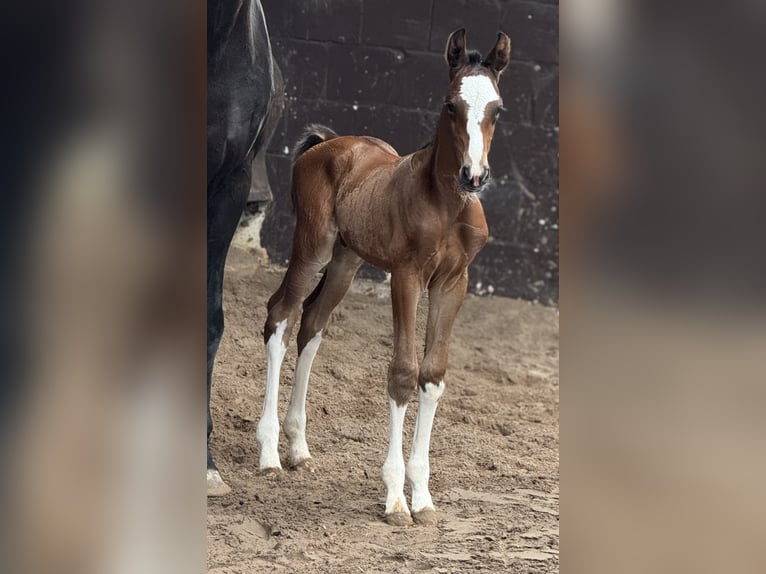 Oldenburger Hengst 1 Jaar 169 cm Donkerbruin in Bramsche