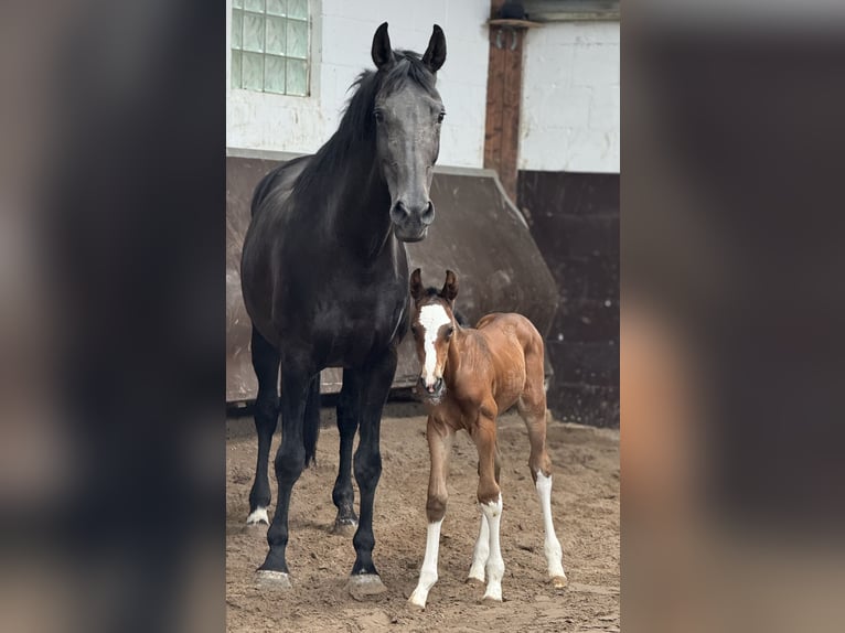 Oldenburger Hengst 1 Jaar 169 cm Donkerbruin in Bramsche