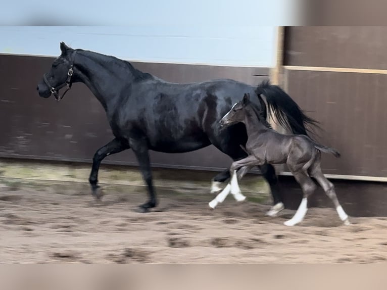 Oldenburger Hengst 1 Jaar 169 cm Zwart in Bramsche