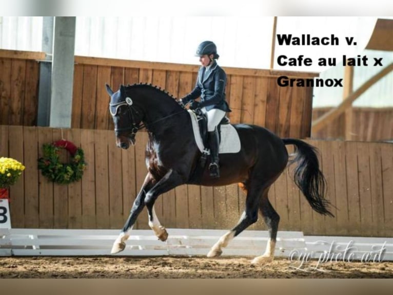 Oldenburger Hengst 1 Jaar 169 cm Zwartbruin in Bramsche