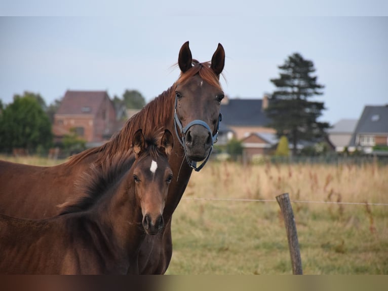 Oldenburger Hengst 1 Jaar 170 cm Bruin in breendonk