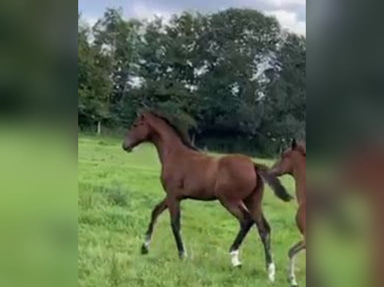 Oldenburger Hengst 1 Jaar 170 cm Bruin in Hittbergen