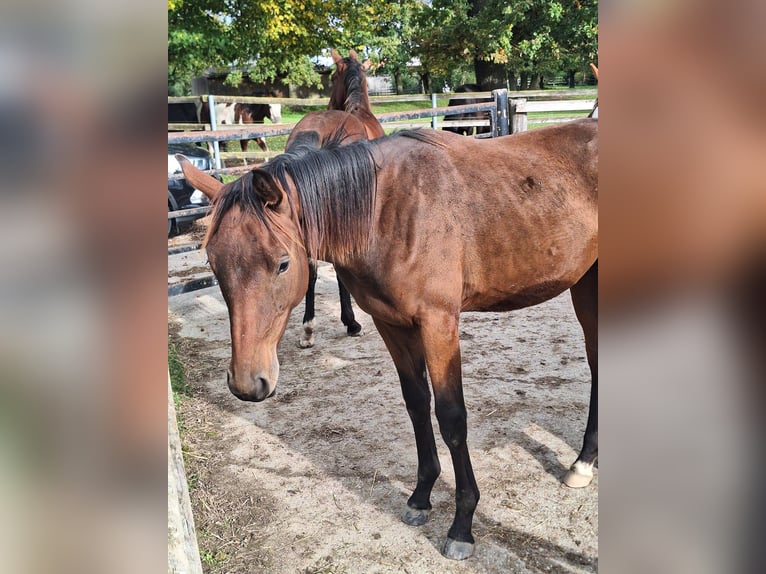 Oldenburger Hengst 1 Jaar 170 cm Bruin in Königsmoos