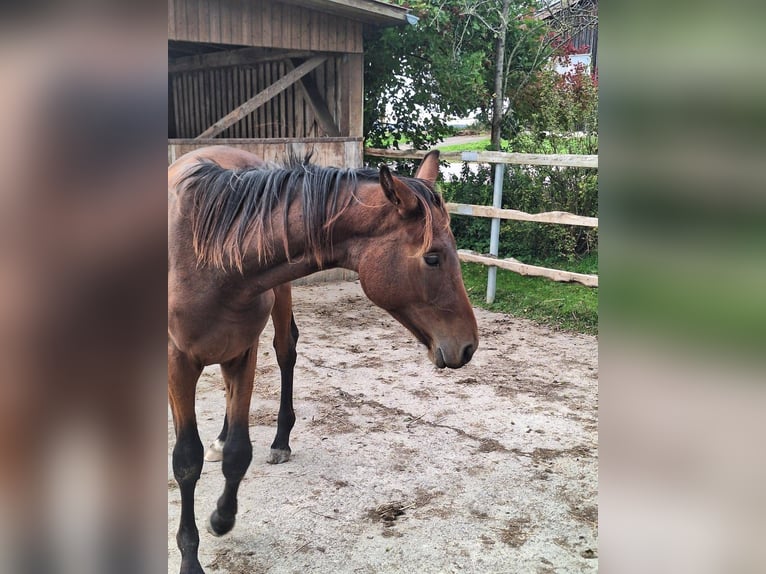 Oldenburger Hengst 1 Jaar 170 cm Bruin in Königsmoos