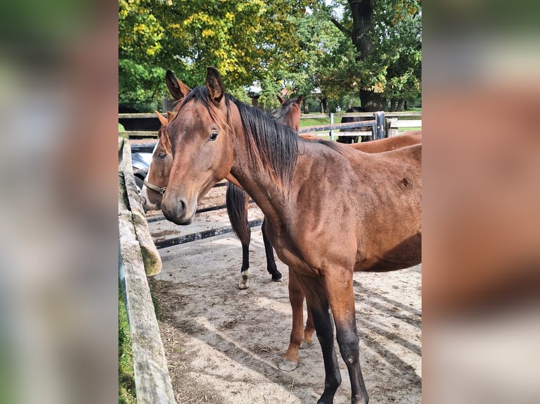 Oldenburger Hengst 1 Jaar 170 cm Bruin in Königsmoos