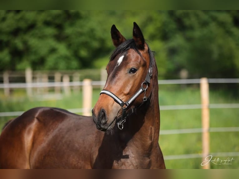 Oldenburger Hengst 1 Jaar 170 cm Donkerbruin in Champsac