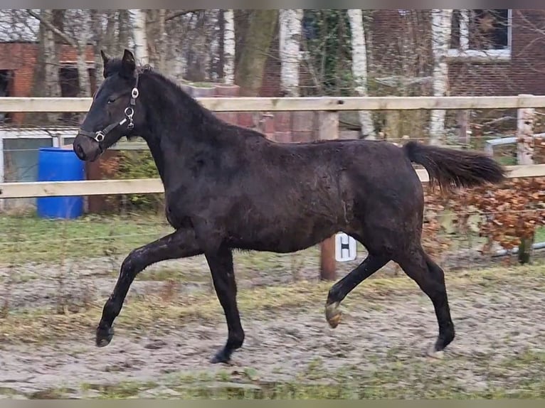 Oldenburger Hengst 1 Jaar 170 cm in Wittmund